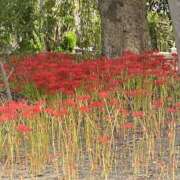 ヒメ日記 2025/10/05 08:25 投稿 村上　りこ スッキリ商事