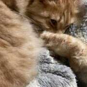 村上　りこ 今の布団はすごい。 スッキリ商事