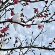 ヒメ日記 2026/02/08 21:20 投稿 村上　りこ スッキリ商事