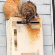 ヒメ日記 2026/02/15 11:04 投稿 村上　りこ スッキリ商事