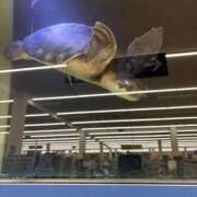 ヒメ日記 2026/03/28 11:05 投稿 村上　りこ スッキリ商事