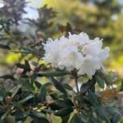 ヒメ日記 2025/06/20 19:45 投稿 はな 清楚系美女専門店PLATINUMプラチナム四日市店