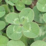 ヒメ日記 2025/08/12 19:15 投稿 はな 清楚系美女専門店PLATINUMプラチナム四日市店