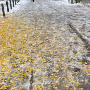 ヒメ日記 2025/11/09 08:03 投稿 ゆん ハピネス札幌