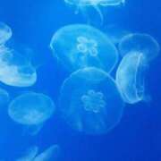 りお 明日お待ちしております 人妻小旅行