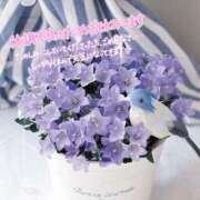 ヒメ日記 2024/12/17 09:32 投稿 まな AVANCE福岡