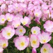 ヒメ日記 2025/05/09 10:18 投稿 天音 マドンナSANSAIN