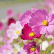 天音 お会いできなかった　新規のお兄様🥲 マドンナSANSAIN