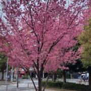 ヒメ日記 2025/03/16 09:22 投稿 まり 人妻小旅行