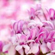 ヒメ日記 2025/03/21 10:02 投稿 まり 人妻小旅行