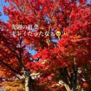 ヒメ日記 2025/11/10 20:31 投稿 雨宮なるみ ABC 岩手ソープ