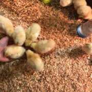 ヒメ日記 2024/12/27 18:49 投稿 ふゆ 西船巨乳ぽっちゃり　乳神さま