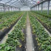 ヒメ日記 2025/03/25 12:49 投稿 ふゆ 西船巨乳ぽっちゃり　乳神さま