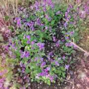 ヒメ日記 2025/04/21 09:57 投稿 ひな 完熟ばなな 立川