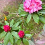 ヒメ日記 2025/05/19 10:27 投稿 ひな 完熟ばなな 立川