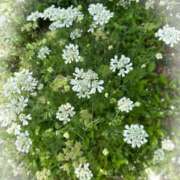 ヒメ日記 2025/06/30 10:27 投稿 ひな 完熟ばなな 立川