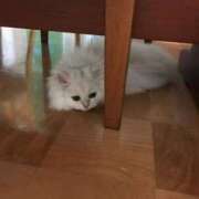 ヒメ日記 2025/02/04 14:27 投稿 もえの 所沢東村山ちゃんこ