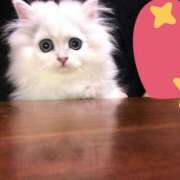 ヒメ日記 2025/02/17 19:17 投稿 もえの 所沢東村山ちゃんこ