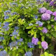 ヒメ日記 2025/06/25 09:52 投稿 もえの 所沢東村山ちゃんこ