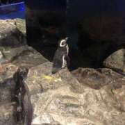 ヒメ日記 2025/08/29 19:16 投稿 もえの 所沢東村山ちゃんこ