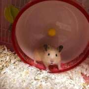 ヒメ日記 2025/11/28 15:58 投稿 もえの 所沢東村山ちゃんこ