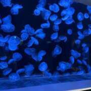 ヒメ日記 2026/01/07 02:13 投稿 もえの 所沢東村山ちゃんこ