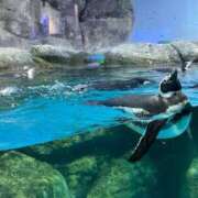 ヒメ日記 2026/01/15 18:12 投稿 もえの 所沢東村山ちゃんこ