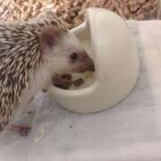 ヒメ日記 2026/02/11 10:30 投稿 もえの 所沢東村山ちゃんこ