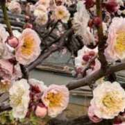 ヒメ日記 2025/03/11 02:54 投稿 木下 京香 人妻の雫 岡山店