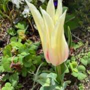 ヒメ日記 2025/04/08 02:34 投稿 木下 京香 人妻の雫 岡山店