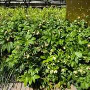 ヒメ日記 2025/05/05 20:54 投稿 木下 京香 人妻の雫 岡山店