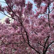 ヒメ日記 2026/03/23 14:43 投稿 みれい 八王子デリ倶楽部