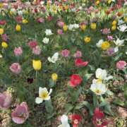 ヒメ日記 2026/04/18 14:22 投稿 みれい 八王子デリ倶楽部