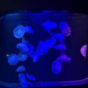 ヒメ日記 2025/11/21 17:04 投稿 いろは SUZUME