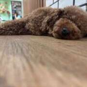 ヒメ日記 2025/11/22 16:04 投稿 いろは SUZUME