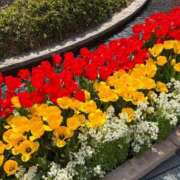 いろは 出勤です！ SUZUME