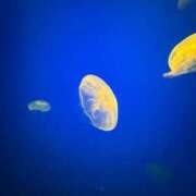 ヒメ日記 2026/04/06 19:55 投稿 いろは SUZUME