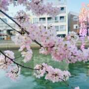 ヒメ日記 2025/04/10 16:42 投稿 みお 横浜風俗 横浜いきなりビンビン伝説