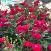 ヒメ日記 2025/05/16 08:00 投稿 みお 横浜風俗 横浜いきなりビンビン伝説