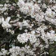 ヒメ日記 2025/04/07 17:47 投稿 ふわり マリン池袋北口駅前店