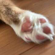 ヒメ日記 2025/11/19 09:09 投稿 新居 陽菜子 白夜