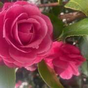 ヒメ日記 2025/04/06 23:18 投稿 君島(きみしま） Ageha（あげは）