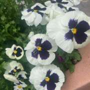 ヒメ日記 2025/04/24 00:46 投稿 君島(きみしま） Ageha（あげは）