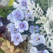 ヒメ日記 2025/04/26 01:10 投稿 君島(きみしま） Ageha（あげは）