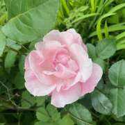 ヒメ日記 2025/05/18 23:44 投稿 君島(きみしま） Ageha（あげは）