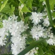 君島(きみしま） (^-^) Ageha（あげは）