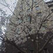 ヒメ日記 2025/03/28 18:02 投稿 片桐 ゆかり 神戸RED DRAGON