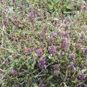 ヒメ日記 2025/04/14 11:01 投稿 片桐 ゆかり 神戸RED DRAGON