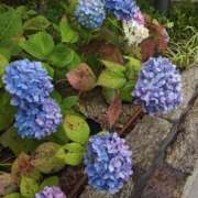 ヒメ日記 2025/06/23 19:30 投稿 片桐 ゆかり 神戸RED DRAGON