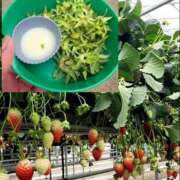 ヒメ日記 2025/03/08 18:03 投稿 ひな 西船人妻花壇